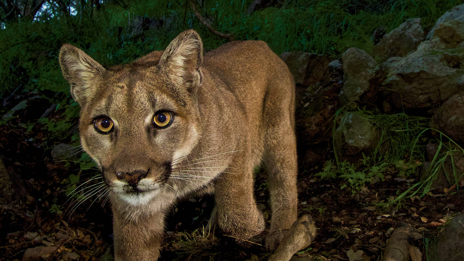 The Lion Catcher · National Parks Conservation Association