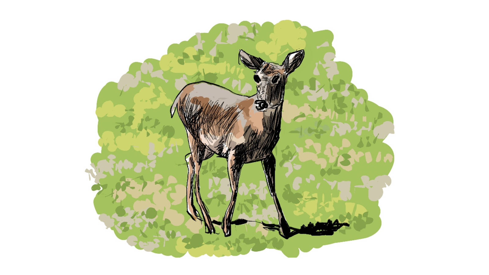 <p>The park's broad valleys are home to a variety of wildlife, such as the deer pictured here. Big lesson: Elk are considerably larger than deer. Lesson #2: It's hard to run fast carrying a sketchbook.</p>