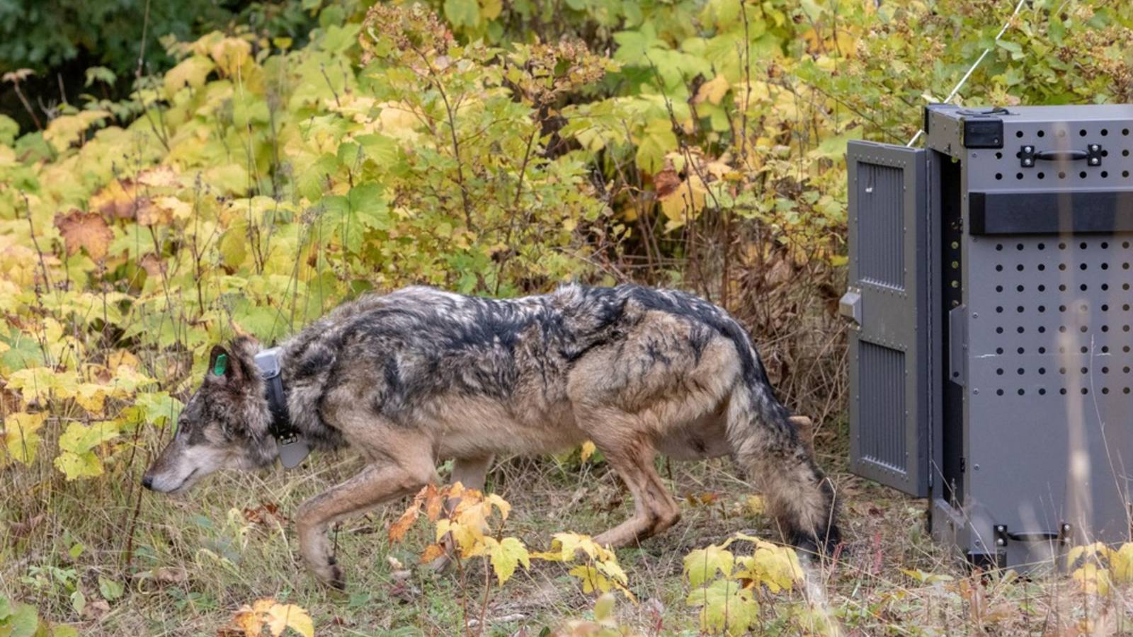 <p>The last glimpse of the third wolf relocated to Isle Royale.</p>