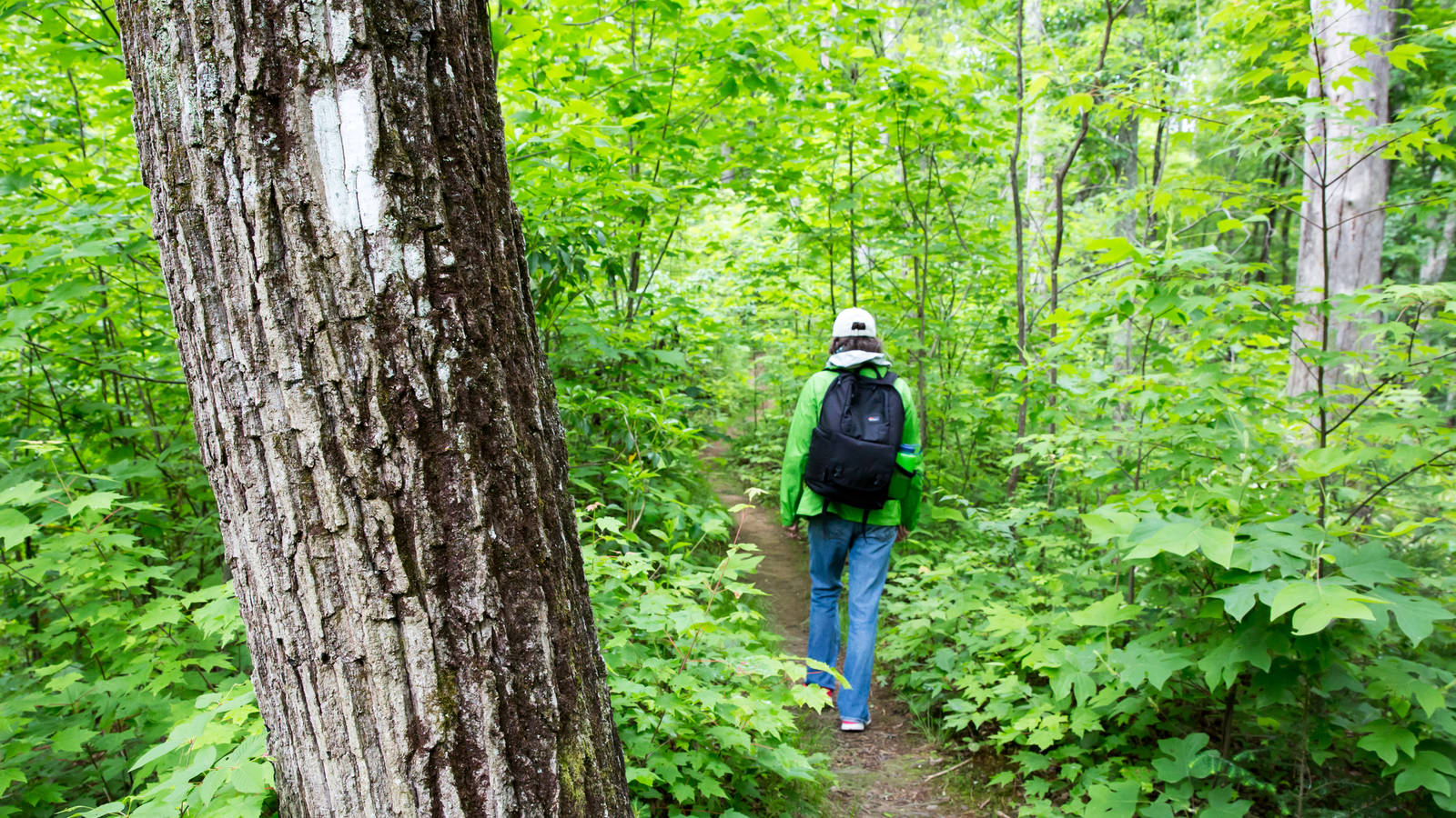 <p>Appalachian National Scenic Trail in New York, New Jersey, and Pennsylvania.</p>