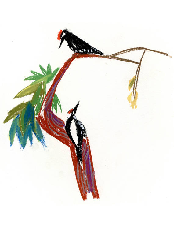 <p>Woodpeckers. </p>