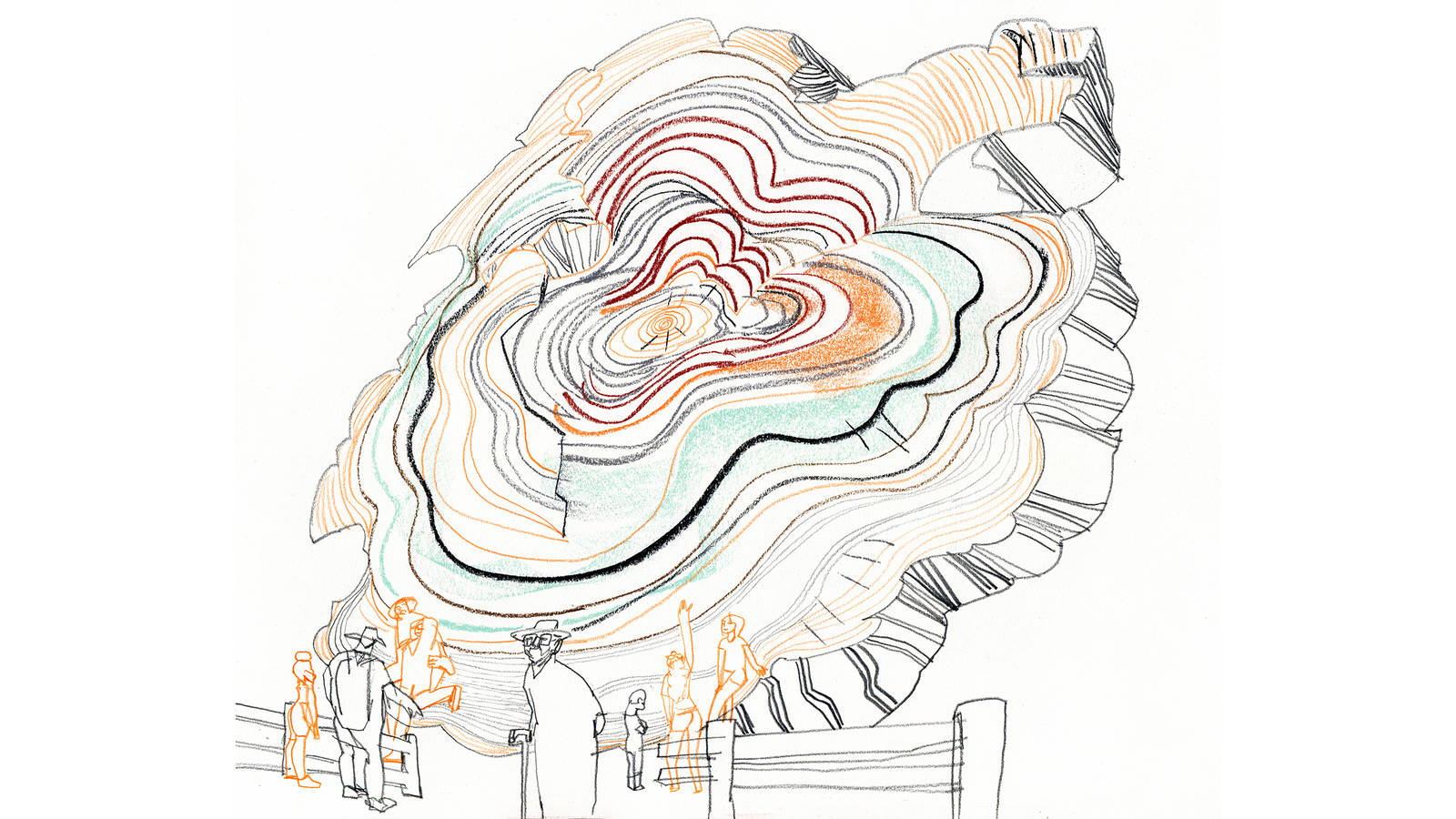 <p>An enormous cross section of a felled tree in Sequoia. </p>