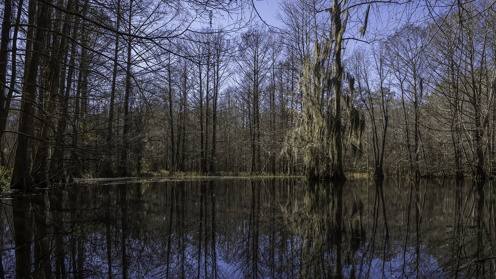 <p>View of the lower Neches River corridor unit.</p>