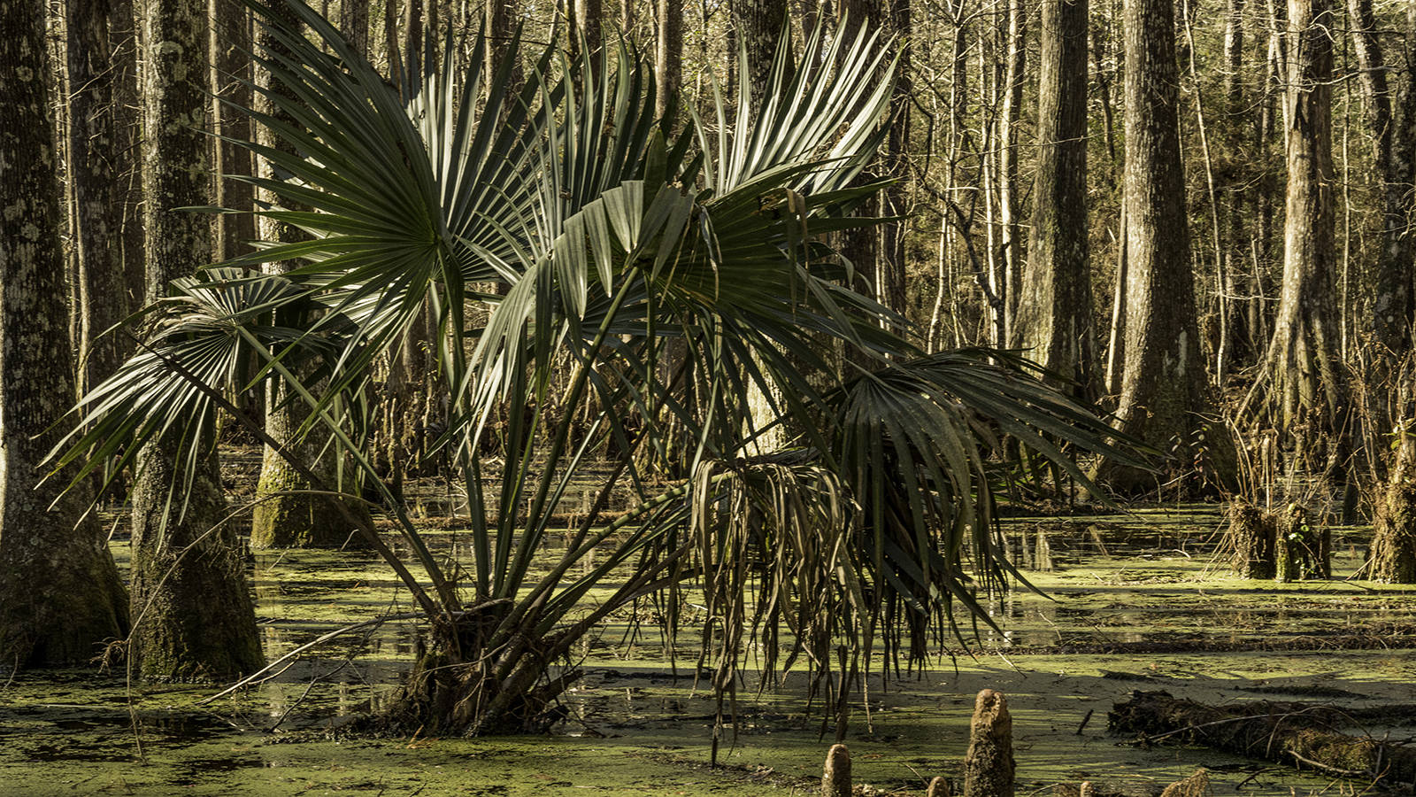 <p>Saw palmetto enjoying the sunshine in the Lance Rosier unit.</p>