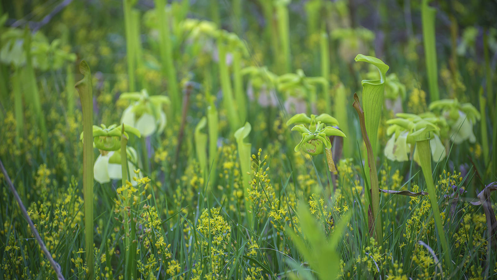 <p>Pitcher plants along the Big Sandy Creek trail.</p>