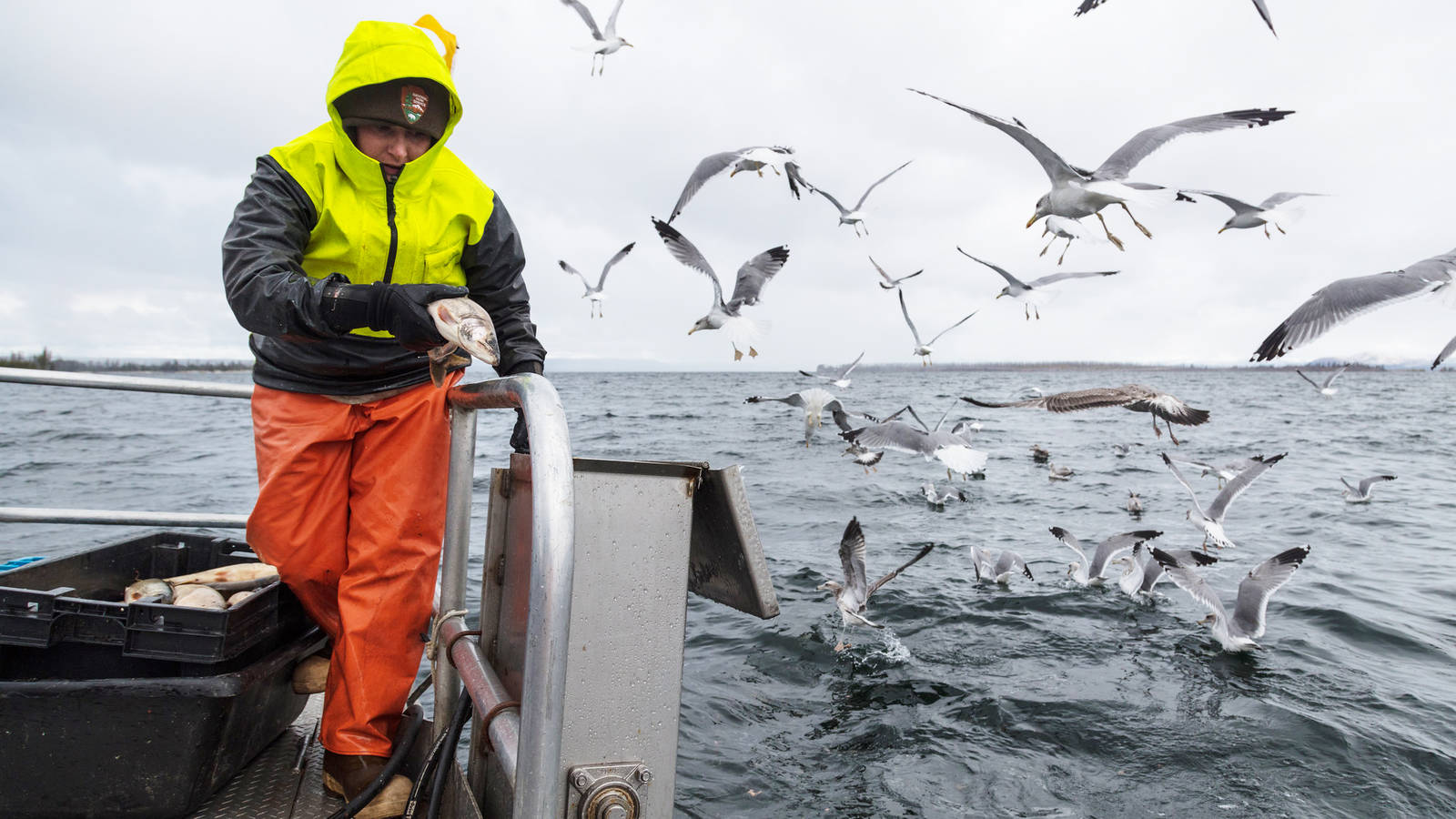<p>A park employee grinds up lake trout that have been caught on Yellowstone Lake. </p>