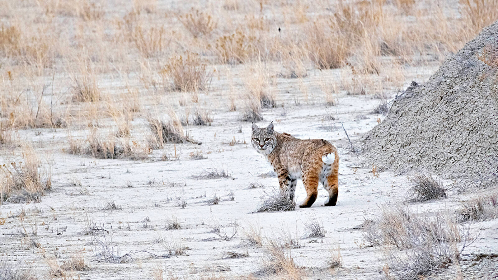 <p>A bobcat, a creature deemed “ghostly elusive” by author Richard NeSmith, pauses near a park trailhead.</p>