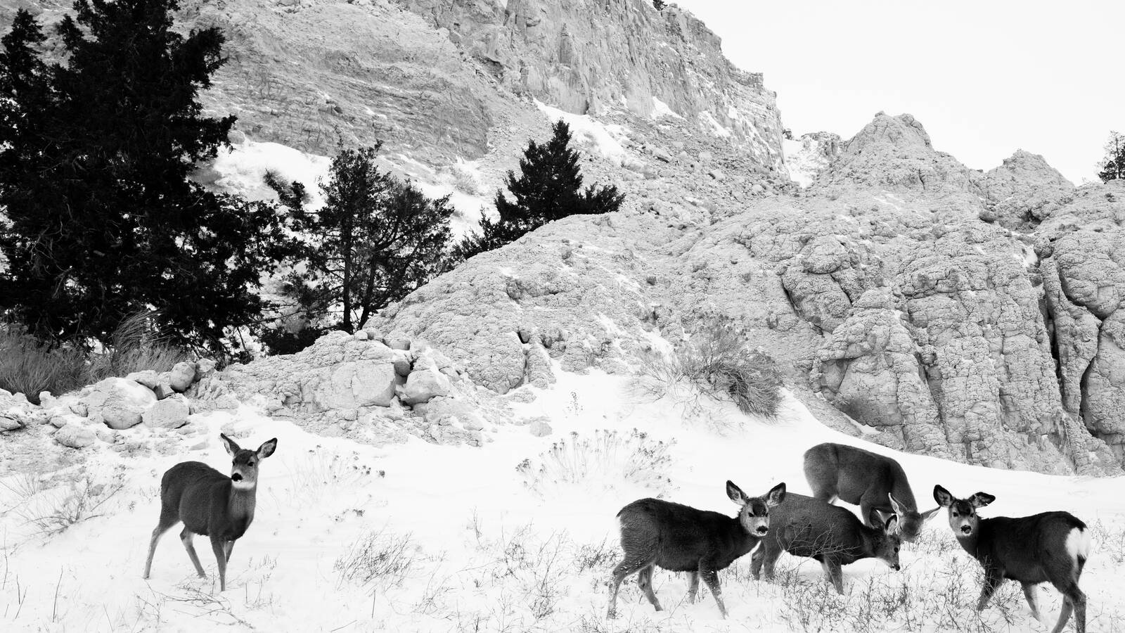 <p>Deer forage after the worst of the storm has passed.</p>
